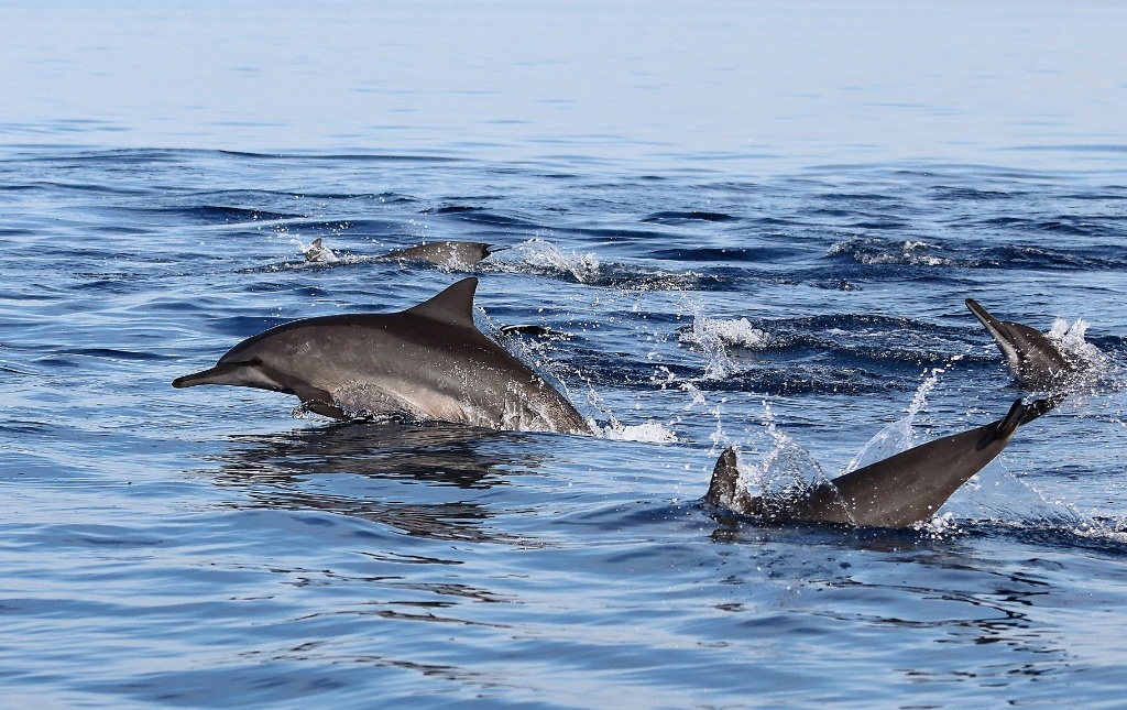Dolphins Watching in Lovina, North Bali 