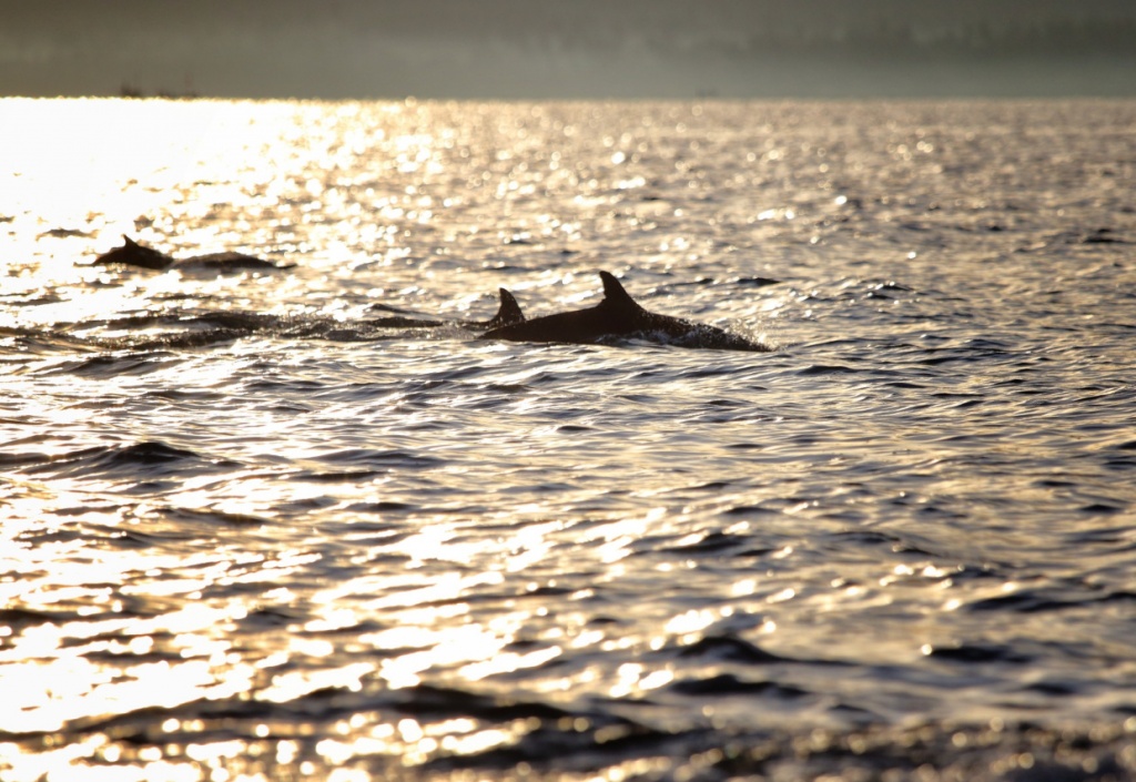 Dolphins Watching in Lovina, North Bali 