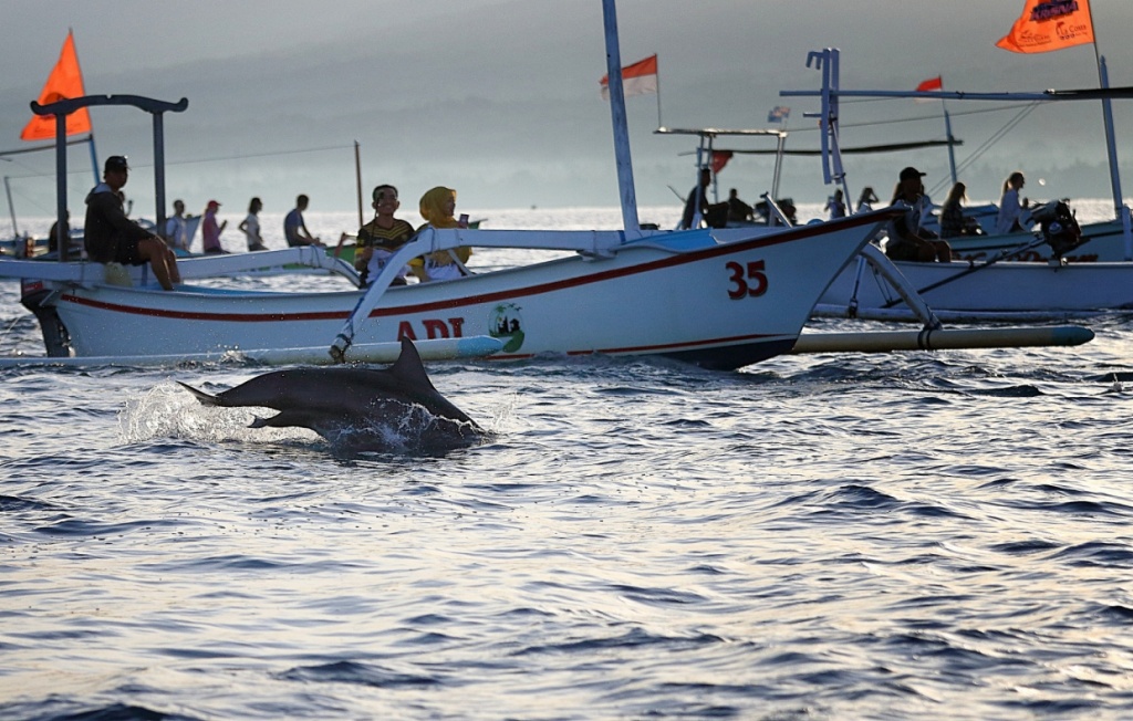 Dolphins Watching in Lovina, North Bali 