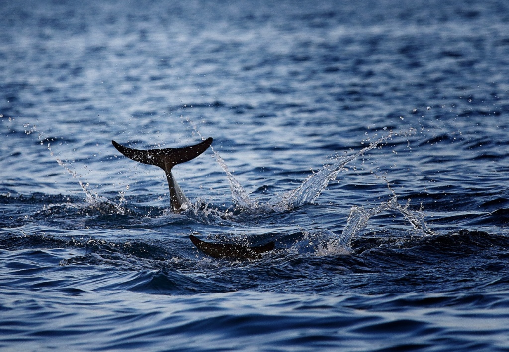 Dolphins Watching in Lovina, North Bali 