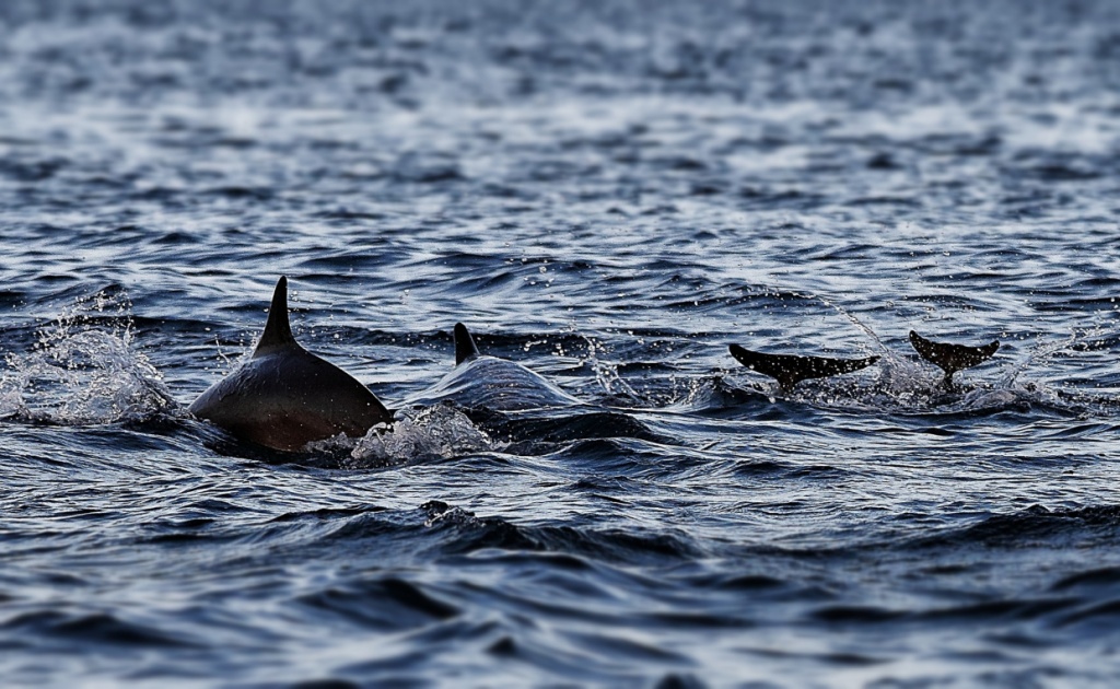 Dolphins Watching in Lovina, North Bali 