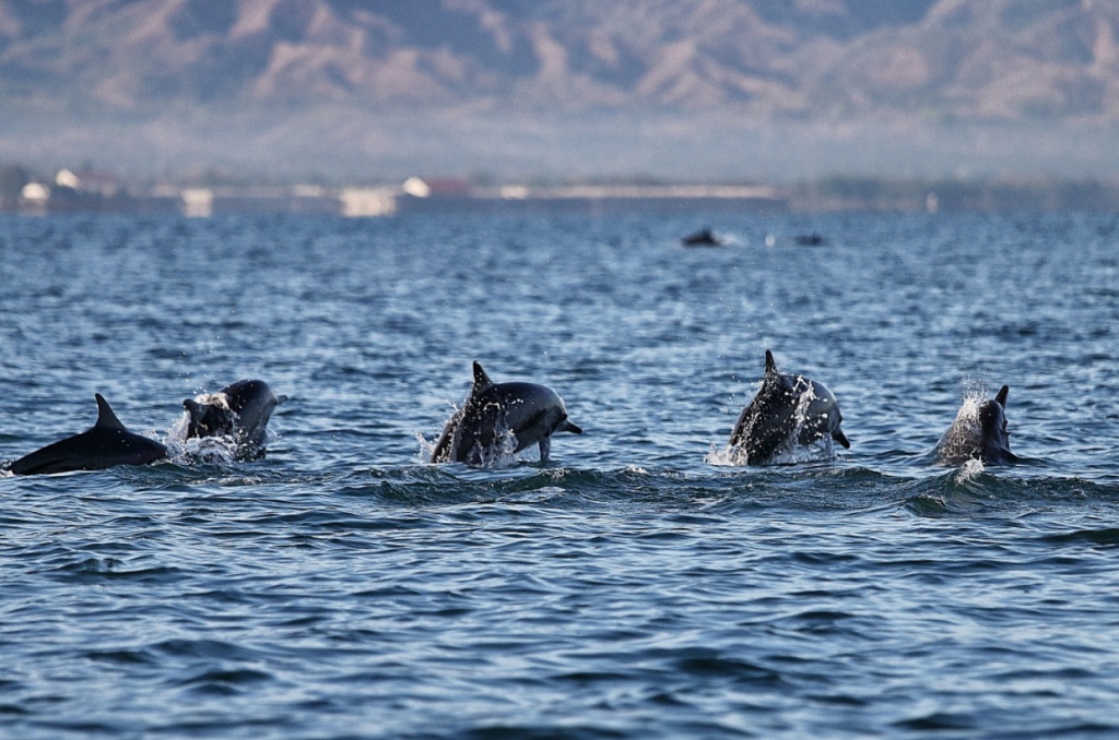 Dolphins Watching in Lovina, North Bali 