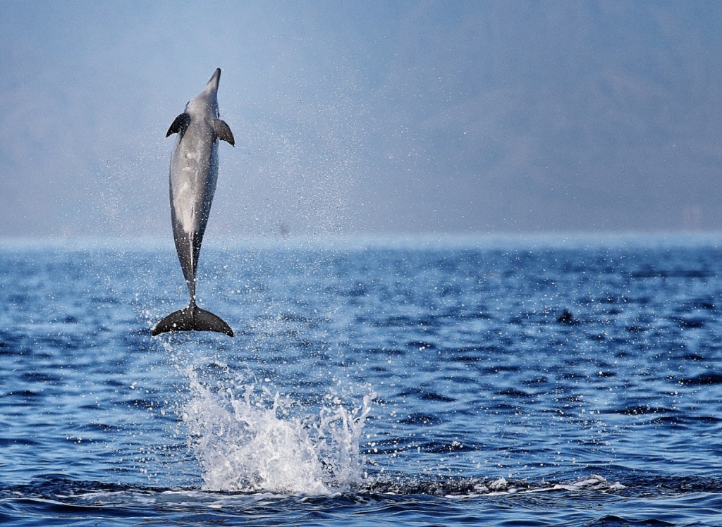Dolphins Watching in Lovina, North Bali 