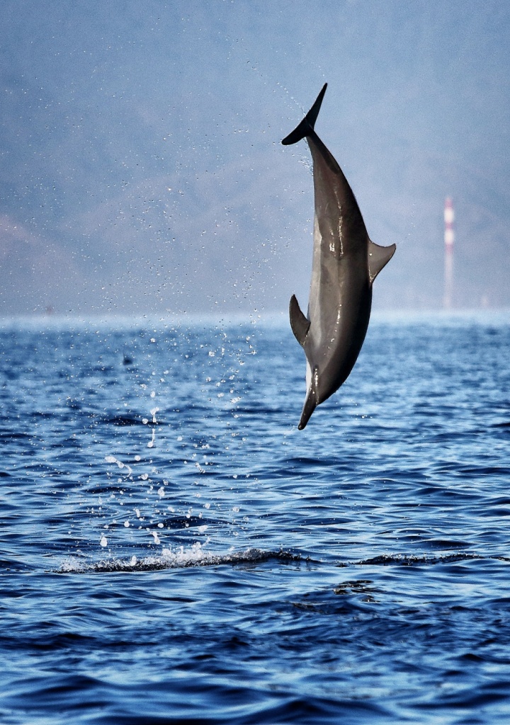Dolphins Watching in Lovina, North Bali 