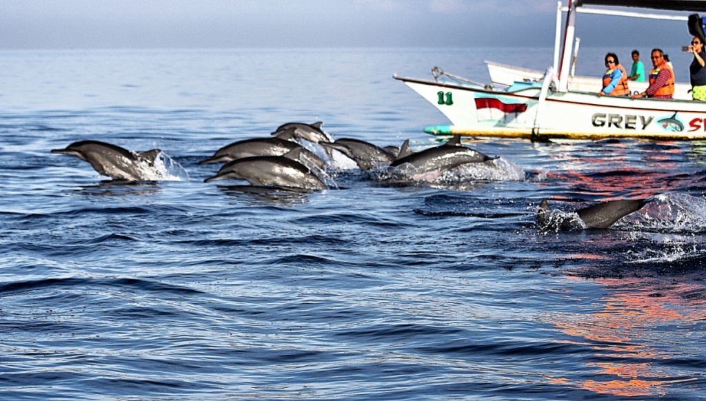 Dolphins Watching in Lovina, North Bali 