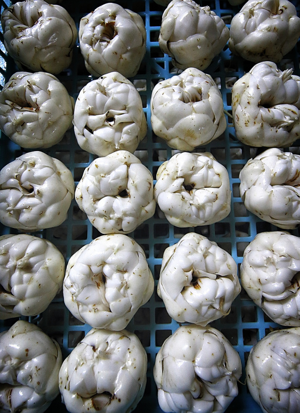 Enjoy Hokkaido Food Tourism