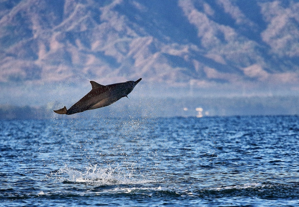 Dolphins Watching in Lovina, North Bali 