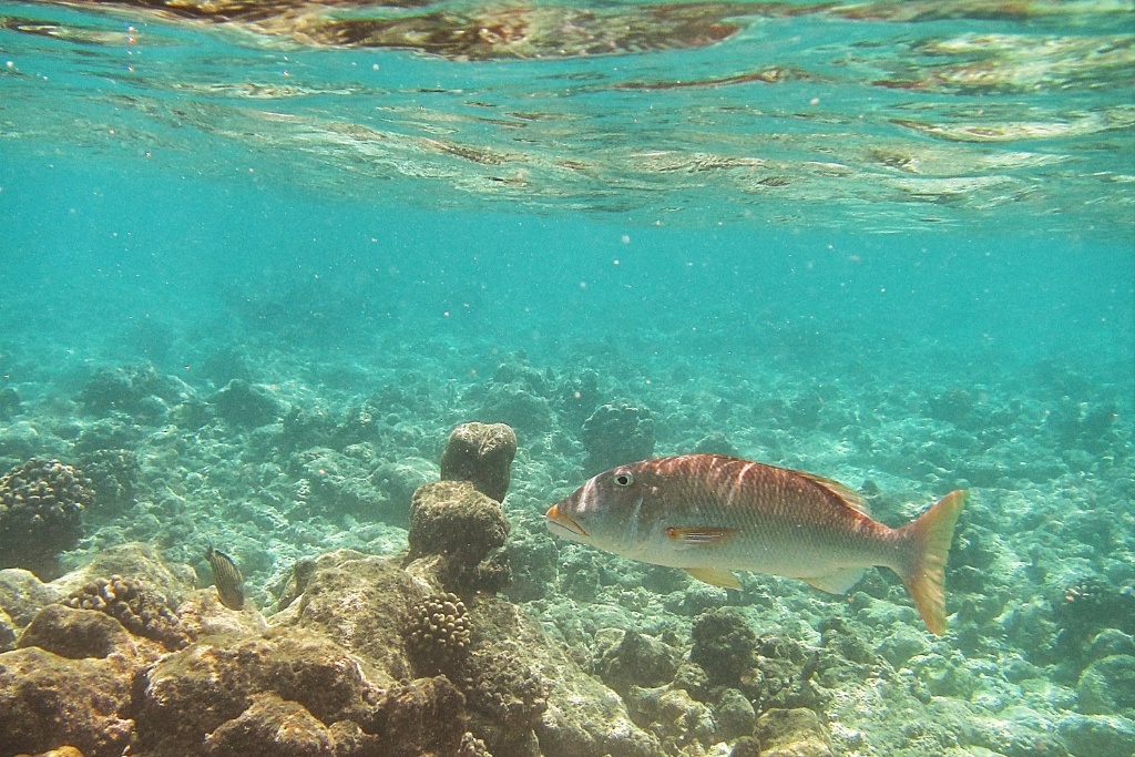 Soneva Fushi - Premium Robinson Crusoe adventure in Maldives