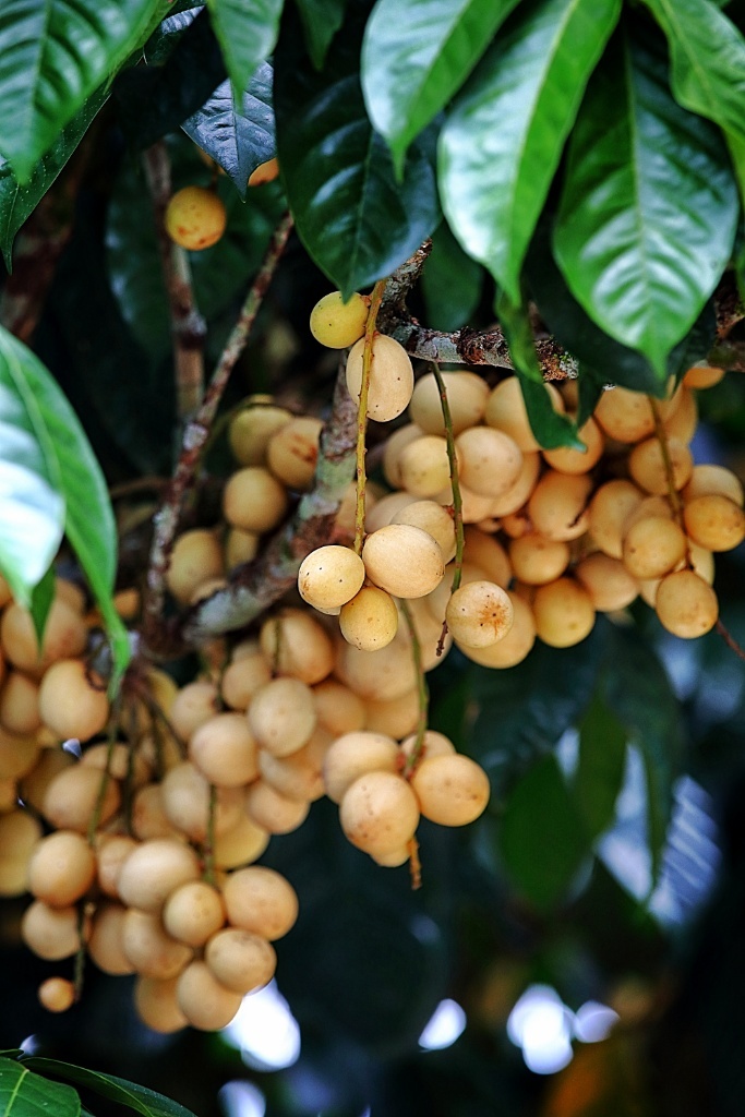Borneo- Ecotourism Hub of Southeast Asia