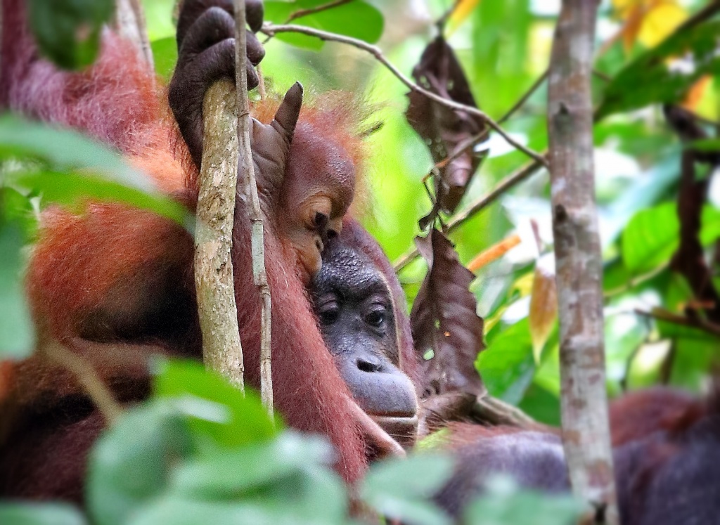 Borneo- Ecotourism Hub of Southeast Asia