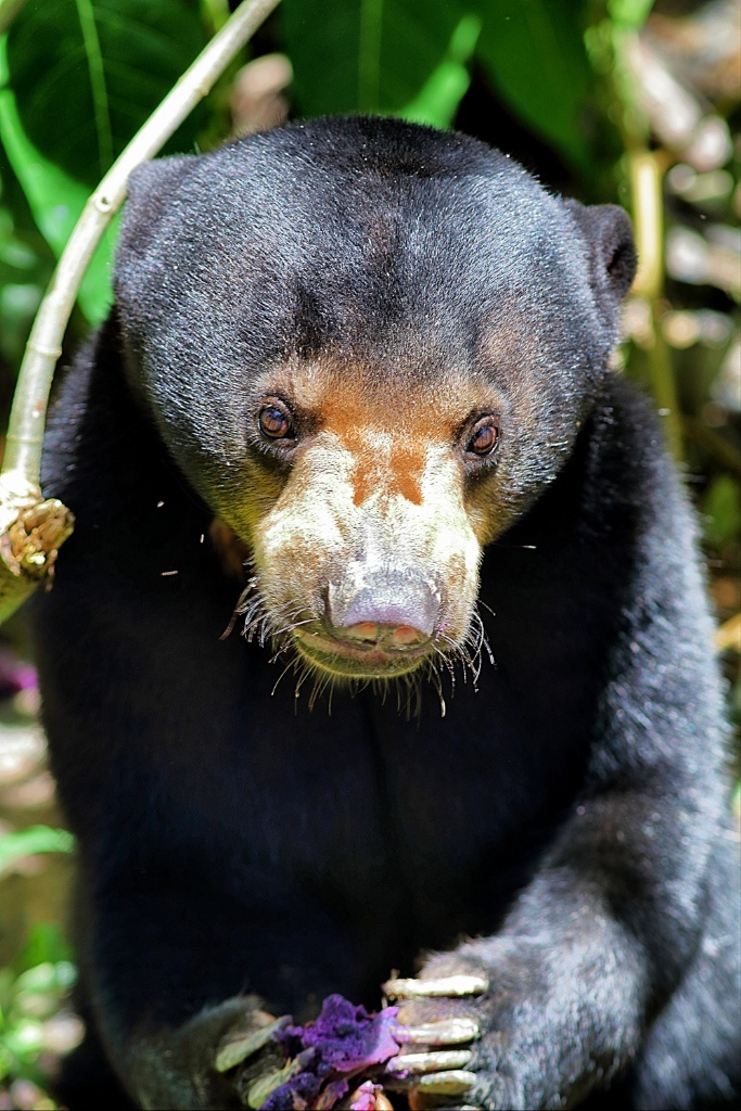 Borneo- Ecotourism Hub of Southeast Asia