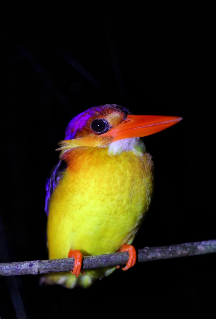 Borneo- the Ecotourism Hub of Southeast Asia