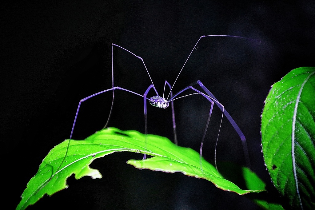 Borneo- the Ecotourism Hub of Southeast Asia