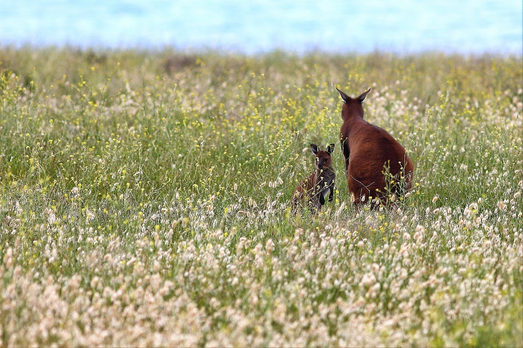 Your Ultimate 3 Days Road Trip Guide To Kangaroo Island - Australia's Best Hidden Gems
