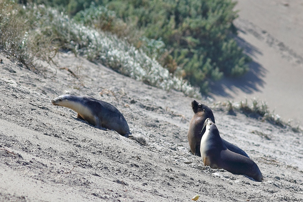 Your Ultimate 3 Days Road Trip Guide To Kangaroo Island - Australia's Best Hidden Gems