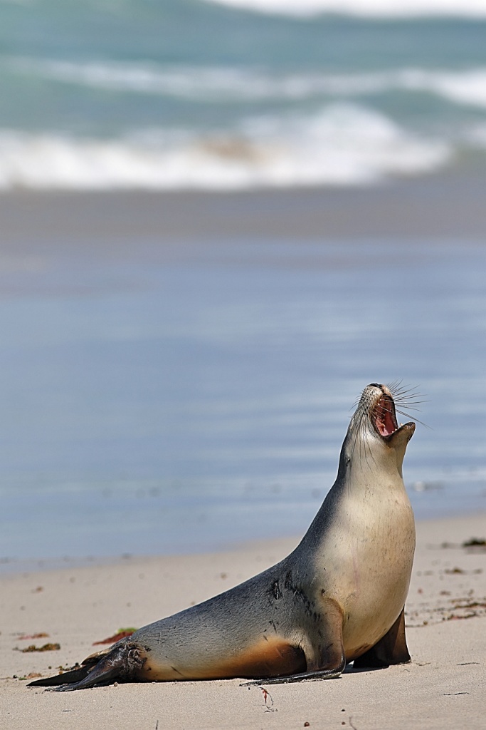Your Ultimate 3 Days Road Trip Guide To Kangaroo Island - Australia's Best Hidden Gems