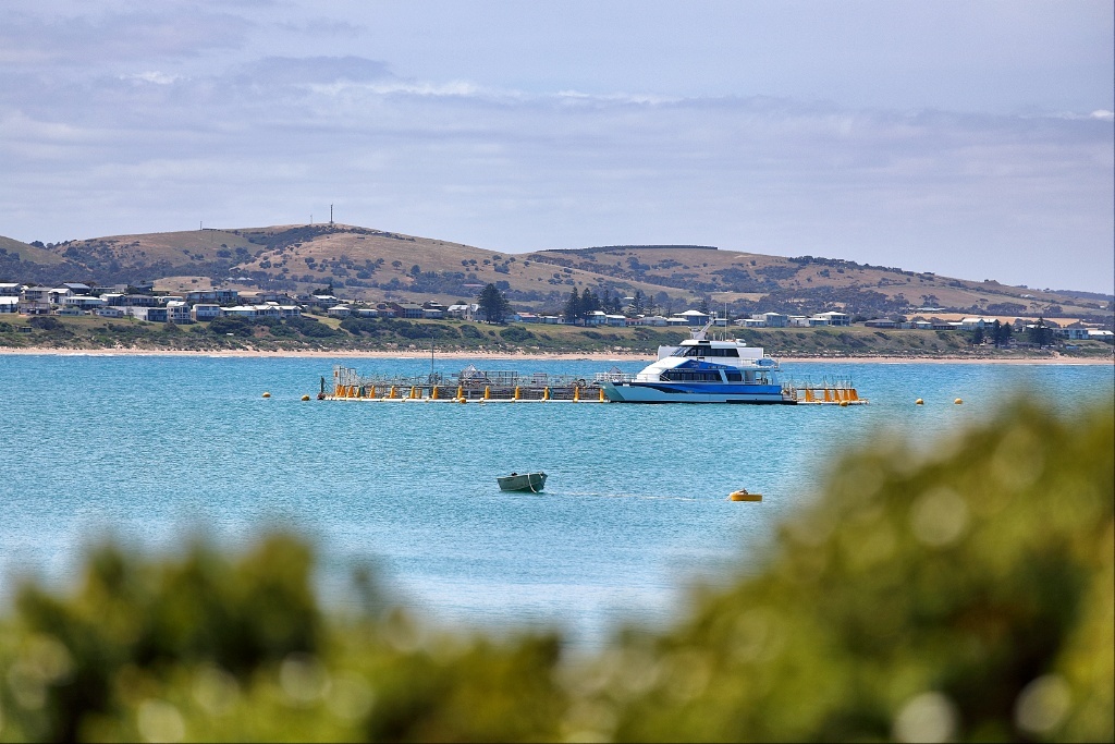 Swim with Tuna at Victor Harbour, South Australia Jensen Chua Jetblogger