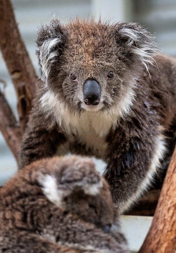 33 things to do see eat on a Canberra road trip