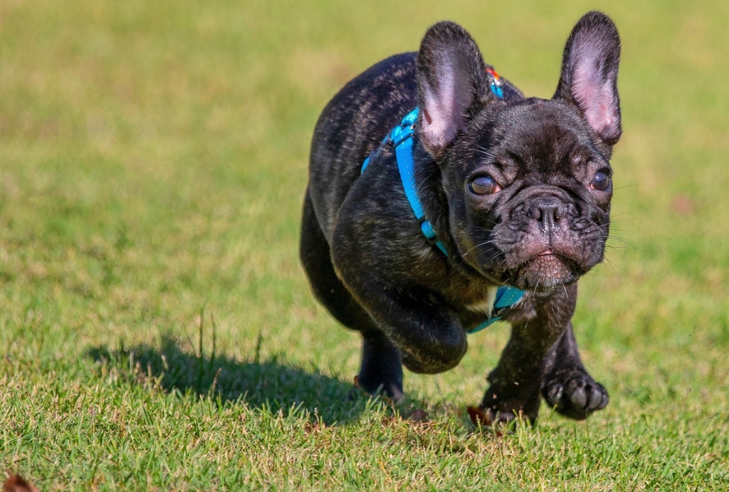 Animal Photography Pet Photoshoot Pet Dog Photography