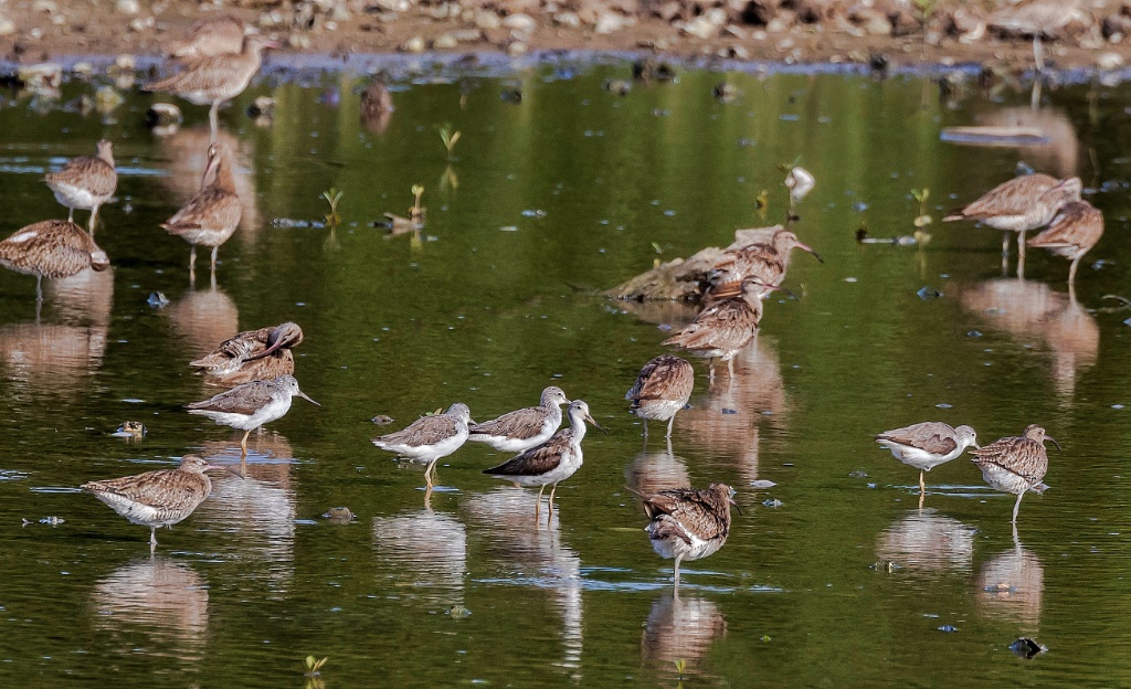 Sungei buloh wetlands reserve