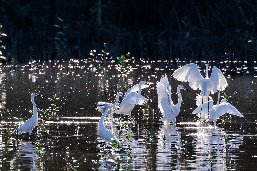 Sungei buloh wetlands reserve