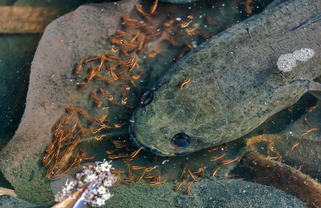 Sungei buloh wetlands reserve