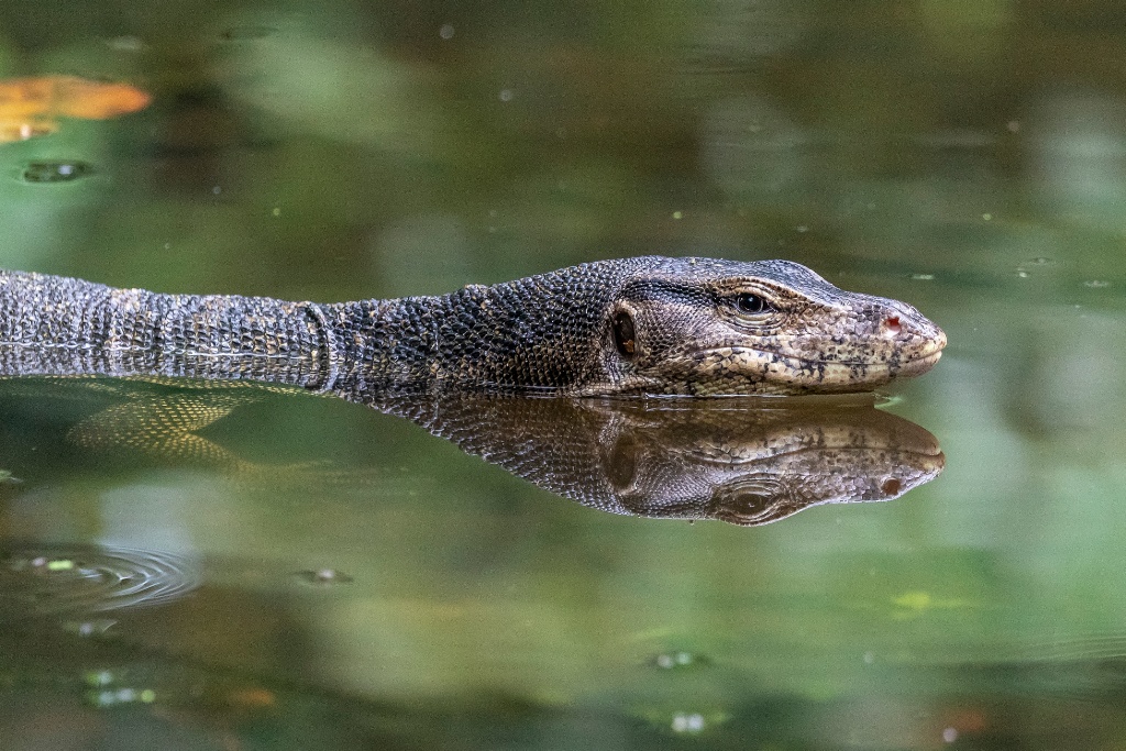Sungei buloh wetlands reserve