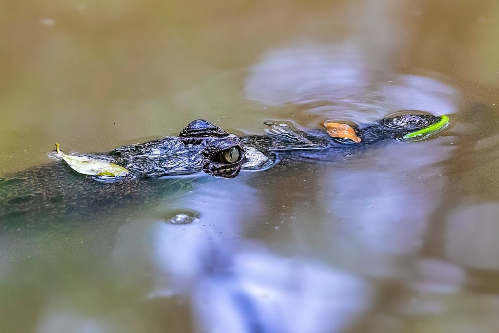 Sungei buloh wetlands reserve