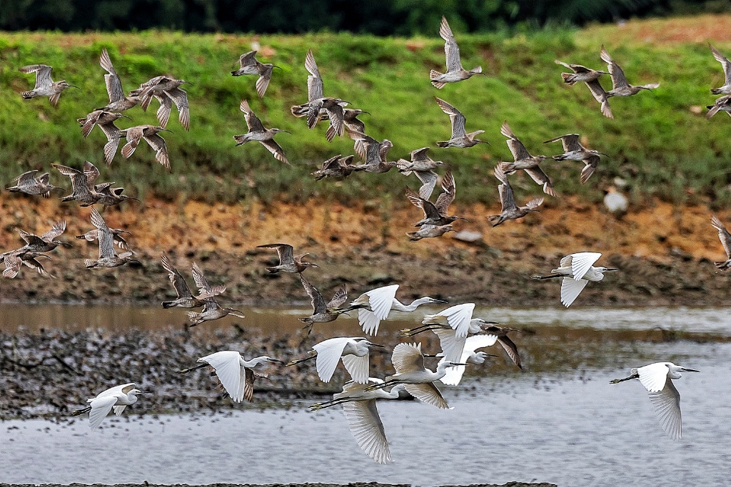 Sungei buloh wetlands reserve
