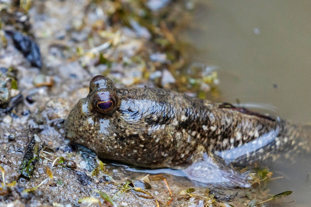 Sungei buloh wetlands reserve