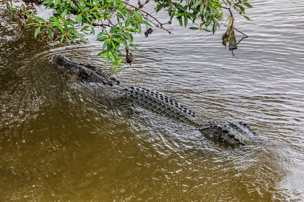 Sungei buloh wetlands reserve