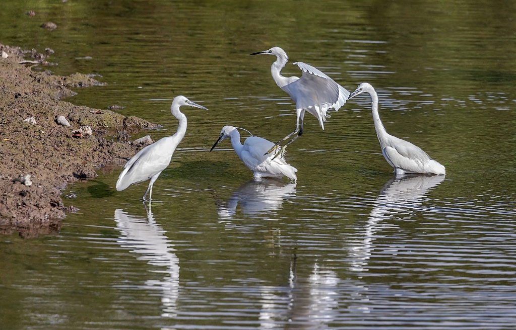 Sungei buloh wetlands reserve