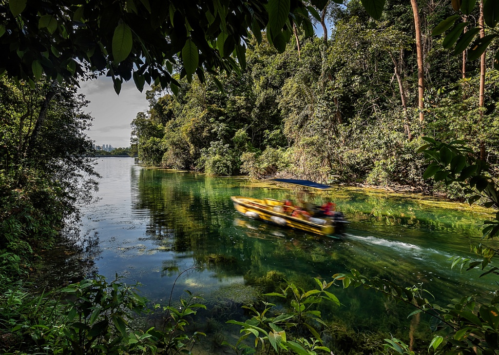 MacRitchie Reservoir Prunus Trail