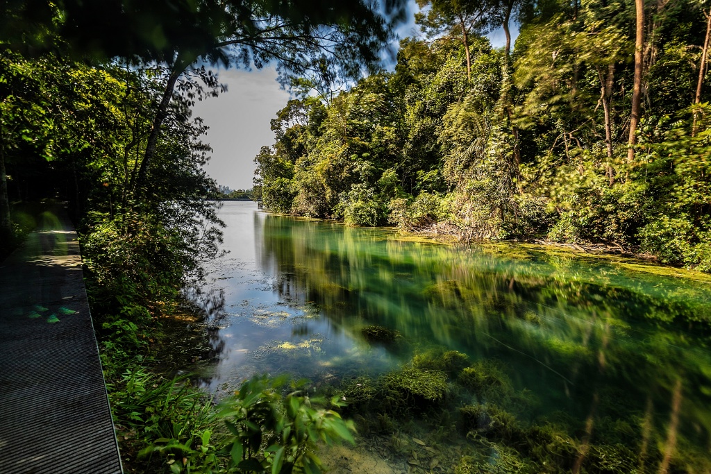 MacRitchie Reservoir Prunus Trail