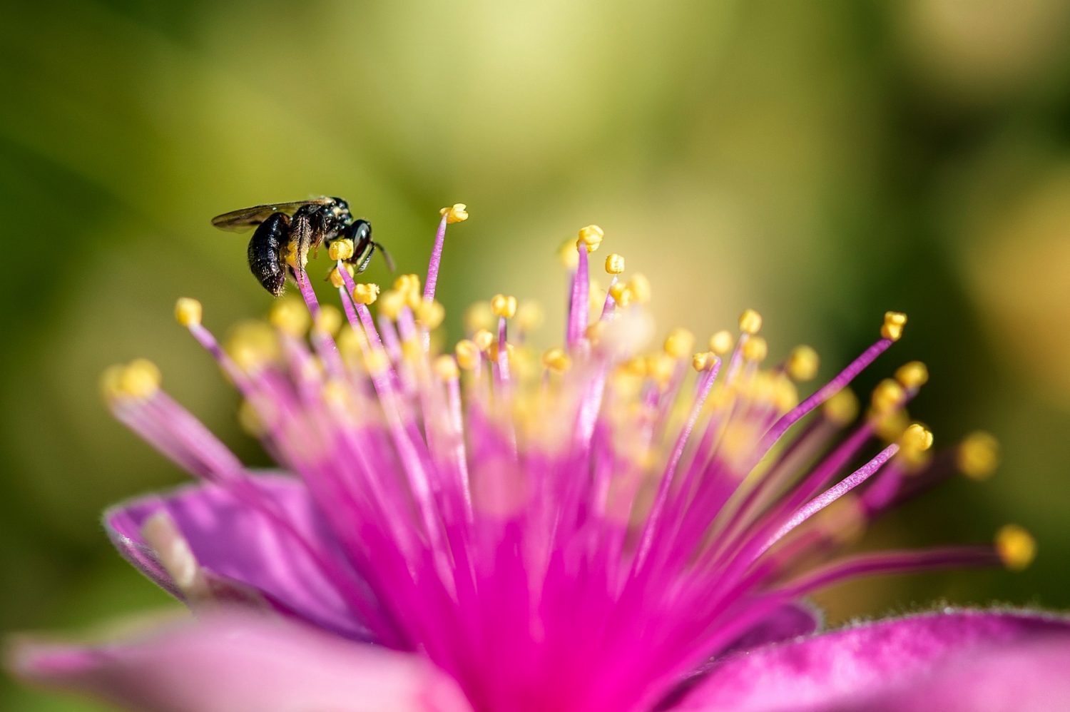 macrophotography Singapore Botanic Gardens 