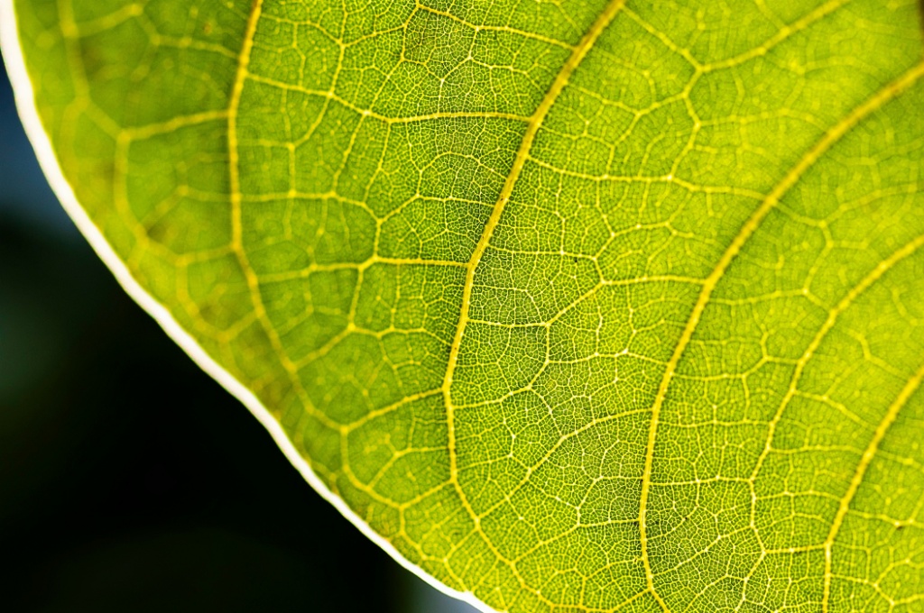 macrophotography Singapore Botanic Gardens 