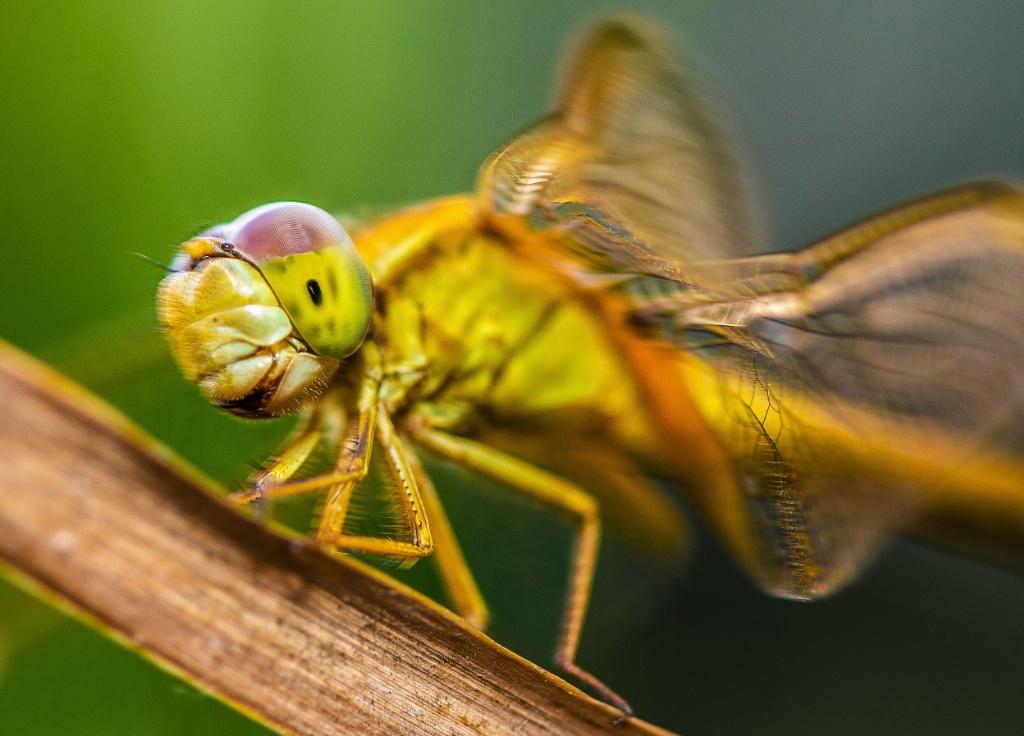Macrophotography at Singapore Botanic Gardens