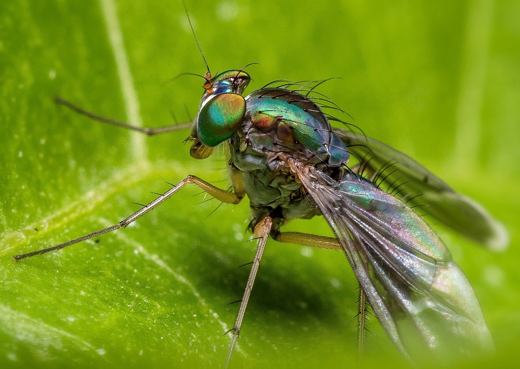 Macrophotography at Singapore Botanic Gardens