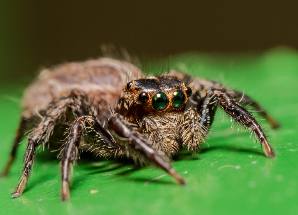 Macrophotography at Singapore Botanic Gardens