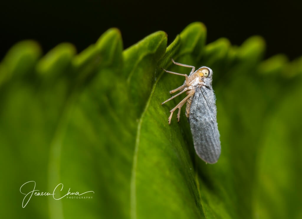 Macro at Windsor Nature Park
