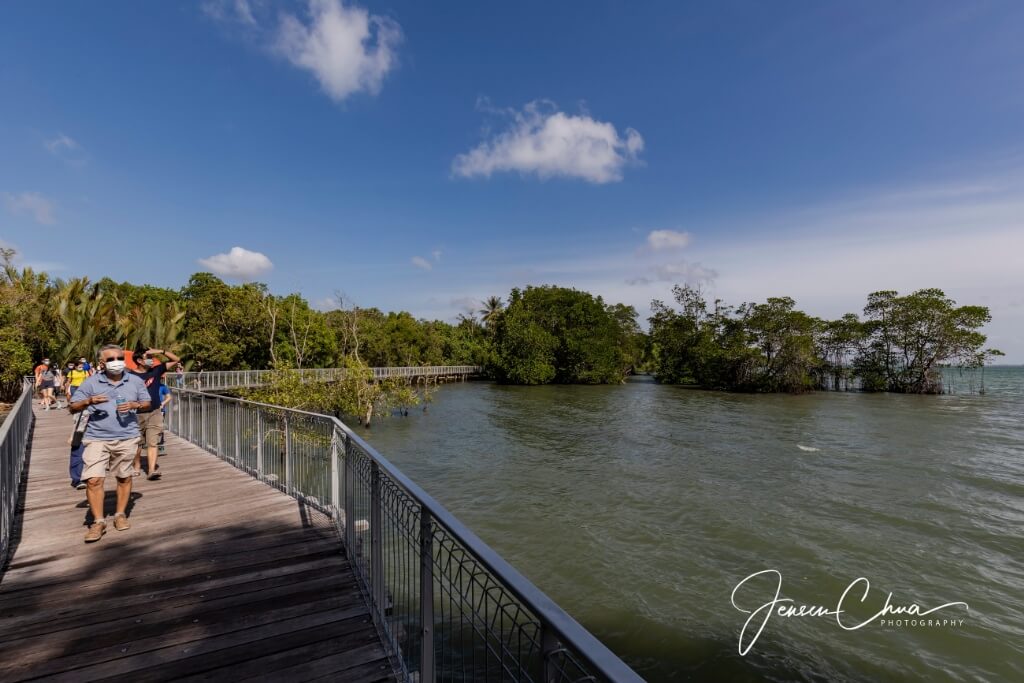 Macrophotography at Ubin