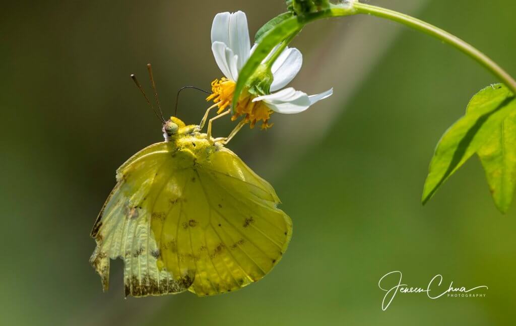 Macrophotography at Ubin