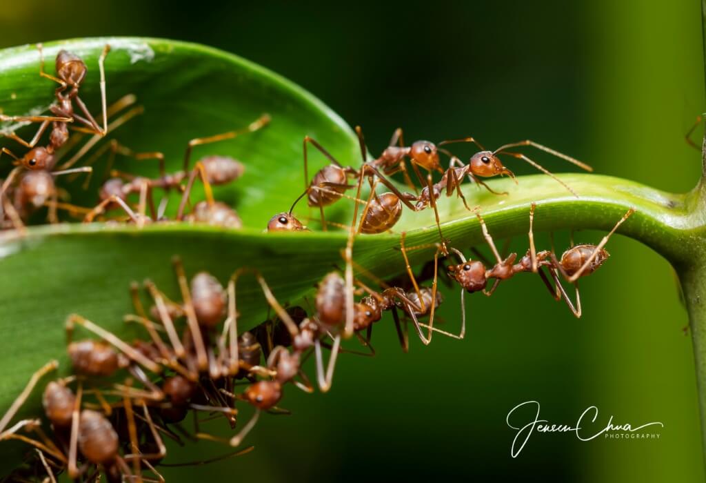 Macrophotography at Ubin