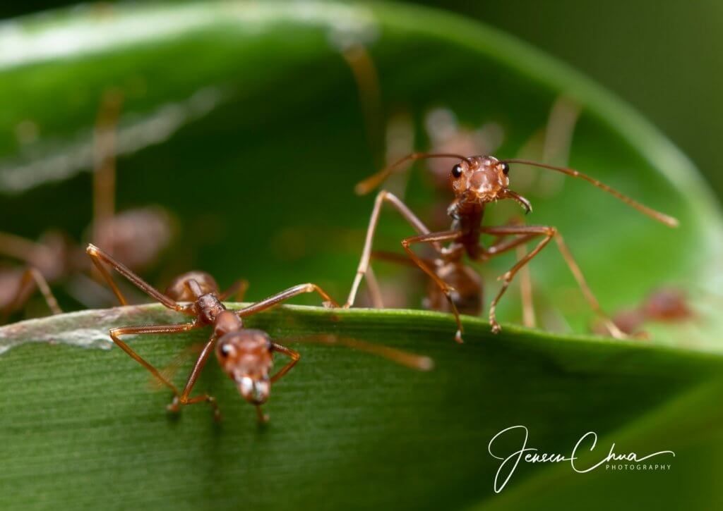 Macrophotography at Ubin