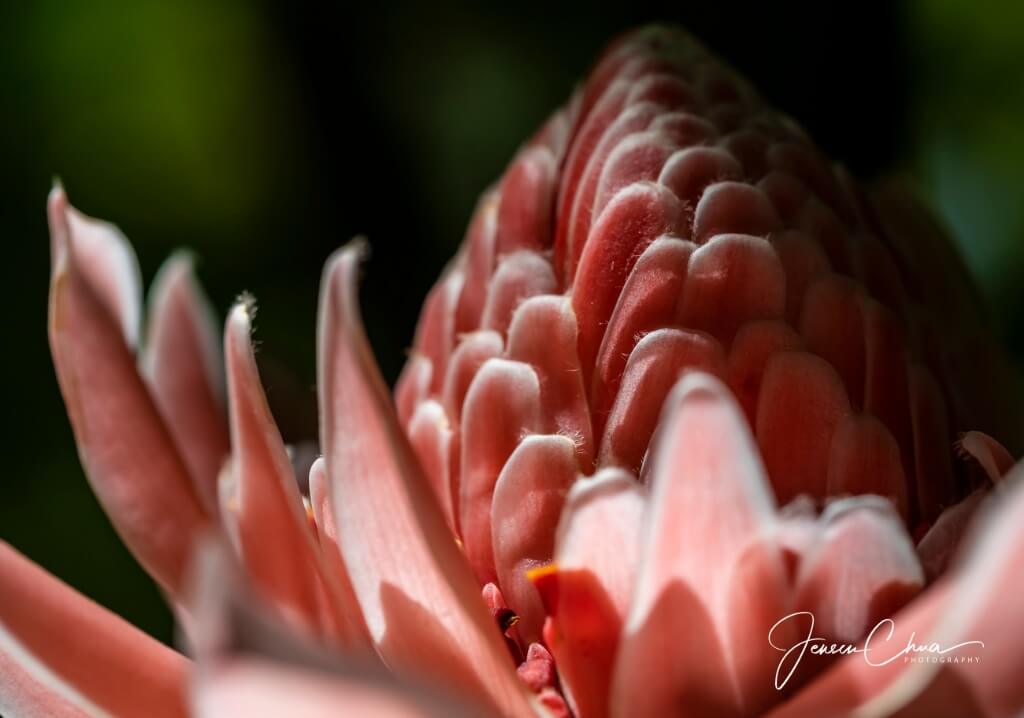 Macrophotography at Ubin