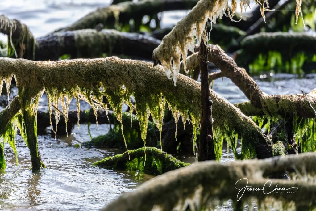 Macrophotography at Ubin