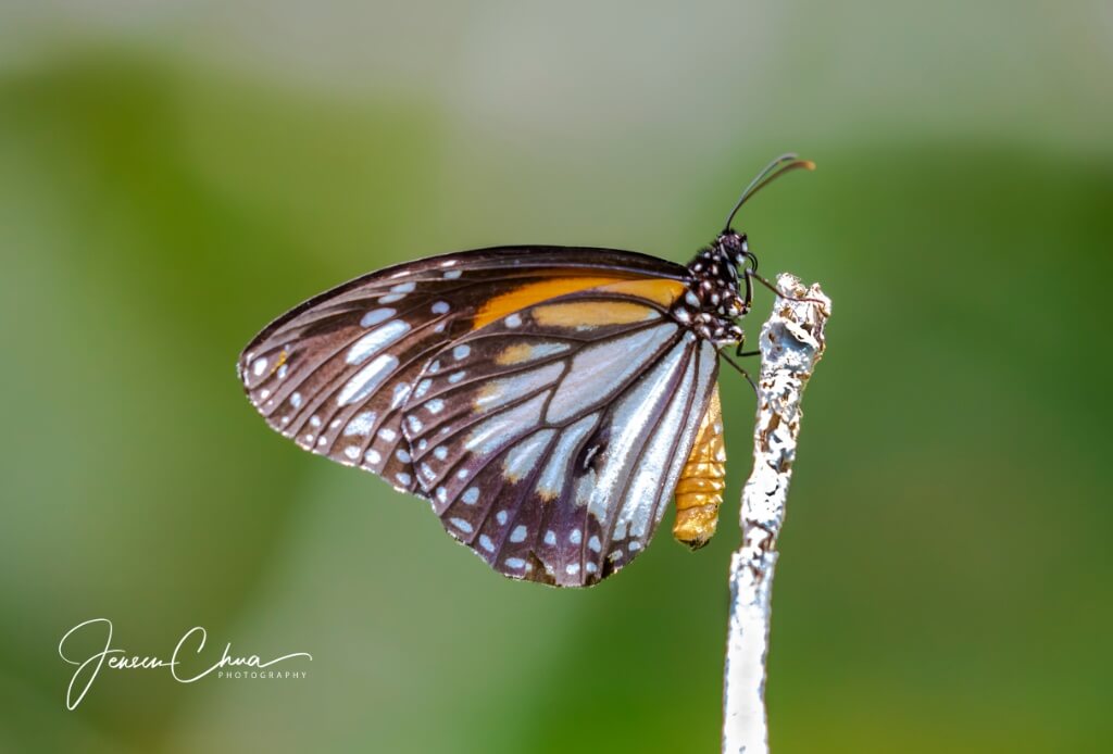 Macrophotography at Ubin