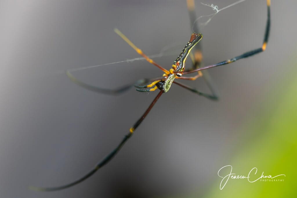 Macrophotography at Ubin