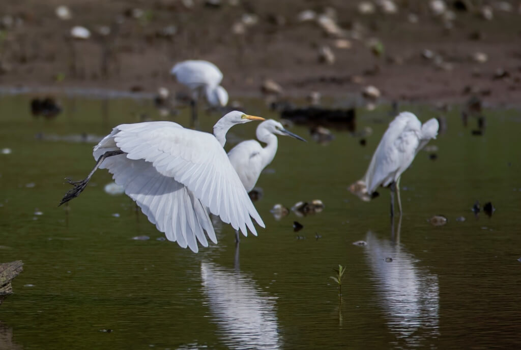 Birds Migration Season at Sungei Buloh Wetland Reserve