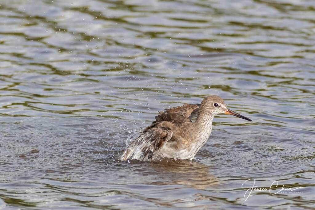 Birds Migration Season at Sungei Buloh Wetland Reserve